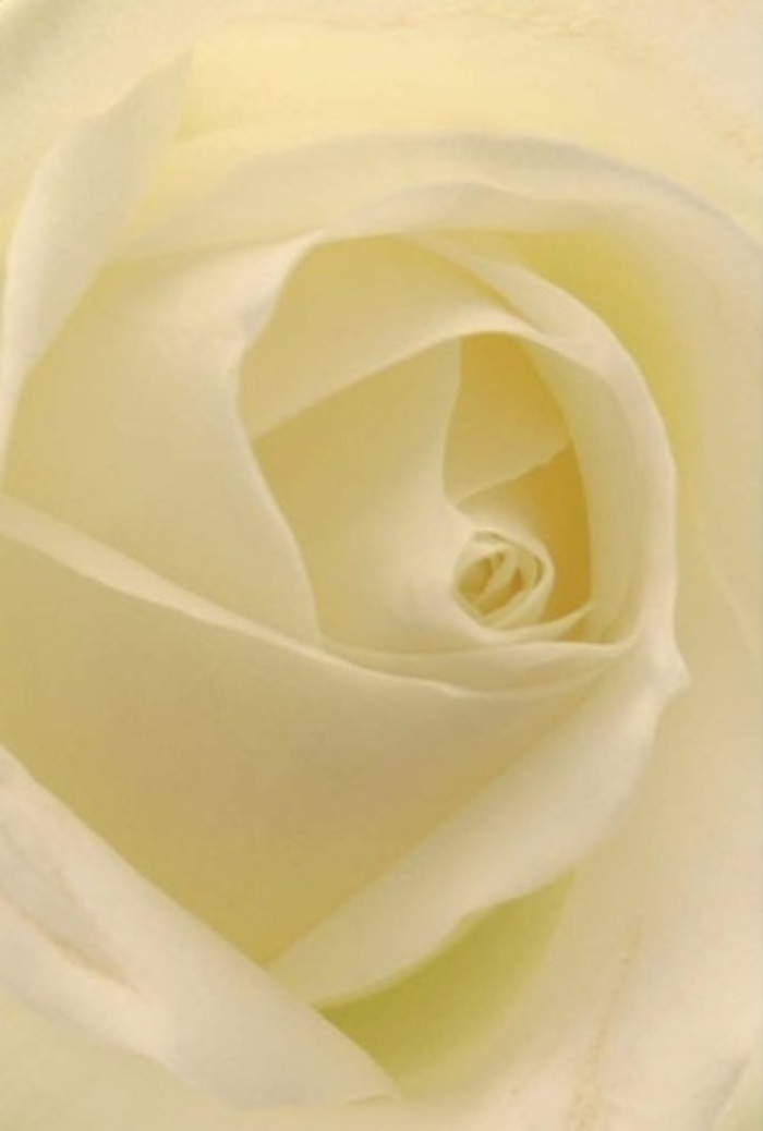 Examining this flawless white rose through the lens of our Mill Hill shop, the layering of petals reveals a scene of pure tranquility-silky white and cream blending like morning clouds rolling over Copthall Fields. Gentle light enfolds every curve, as though the bloom is quietly illuminated from within; shadows drift softly, echoing peaceful streets and calm weekends along Highwood Hill. The innermost spiral is an image of resilience and honesty, making it ideal for seasonal centrepieces, proposals, or heartfelt apologies. Every detail-the subtle variance in colour, the satin-like feel, and the invisible map of veins-reflects the precision and dedication behind every local floral composition. The air around the bloom has a delicate, soothing fragrance, evocative of early mornings in Mill Hill's gardens. In the hands of Mill Hill florists, this rose becomes a language of grace and empathy, suitable for every occasion from elegant weddings to moments of comfort, seamlessly woven into the life of our friendly neighbourhood.
